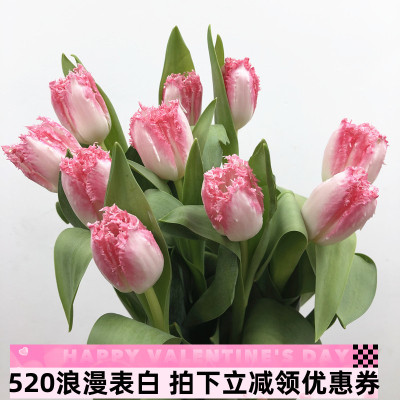 粉毛郁金香鲜花海盛公司精品