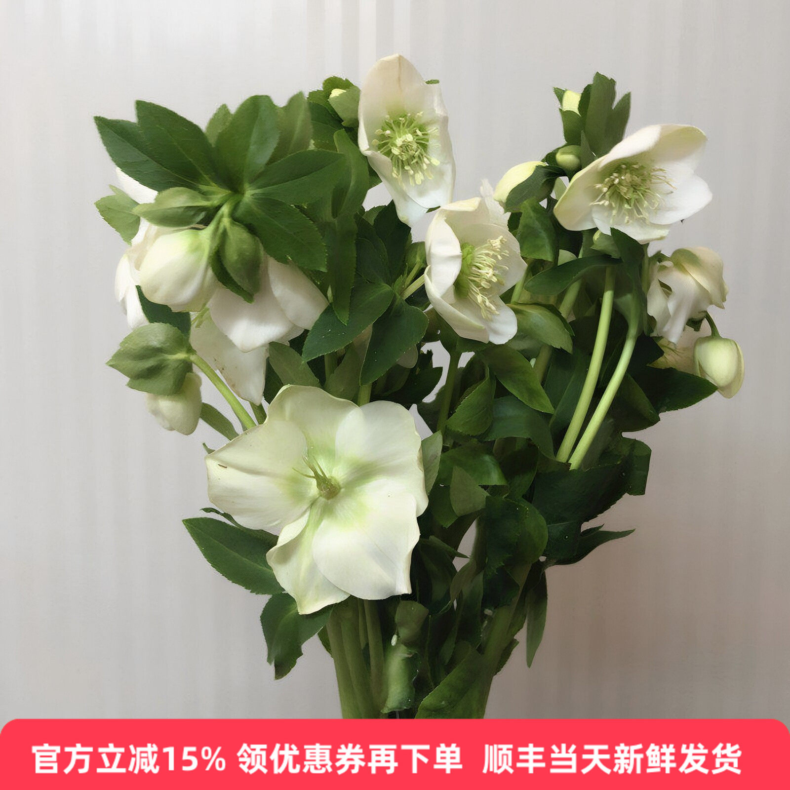 白兔葵鲜花高端进口花材铁筷子