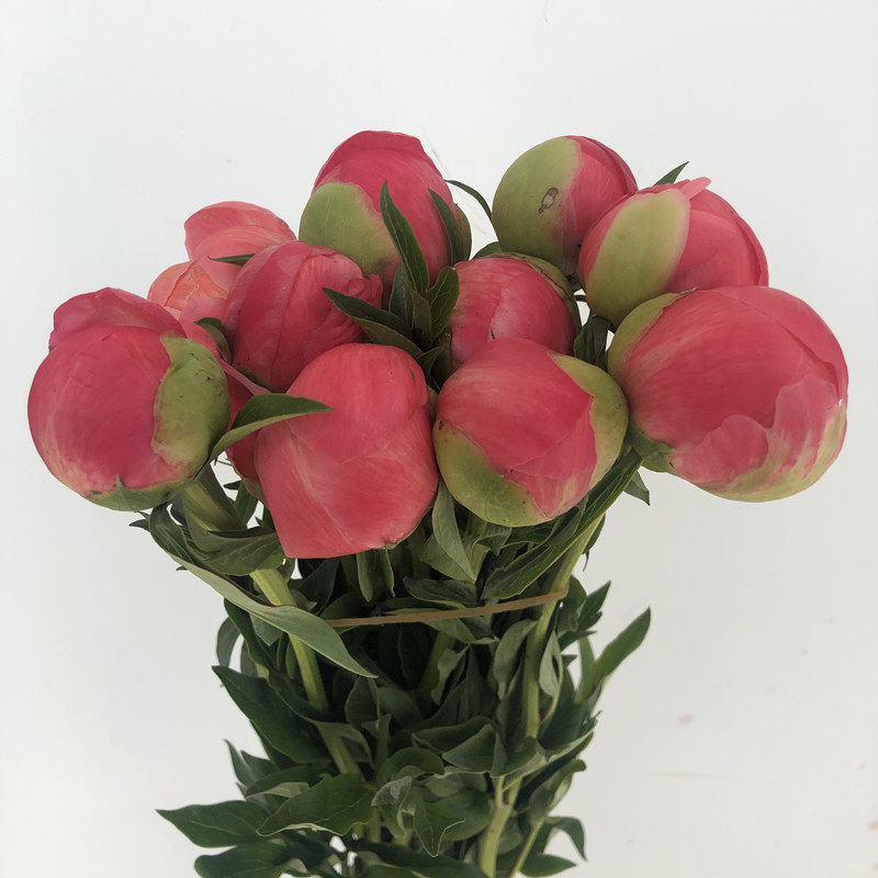 渐变落日珊瑚网红芍药