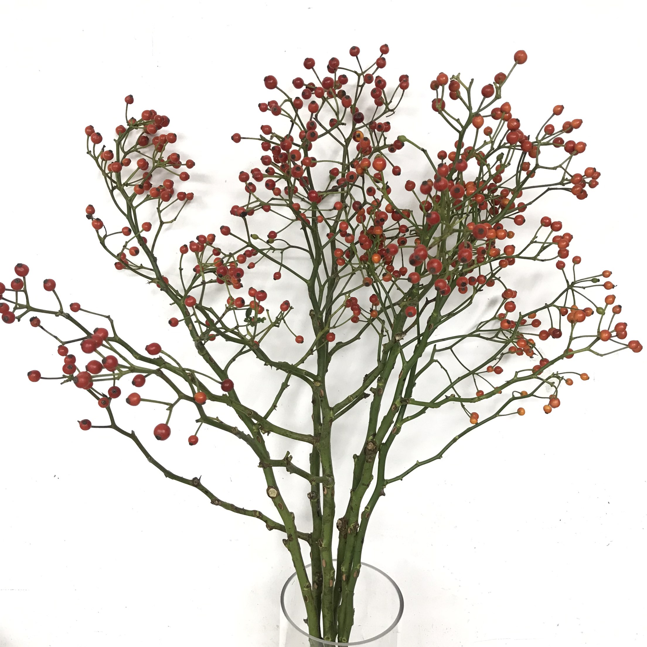 秋色玫瑰果水培鲜切枝花期长鲜花