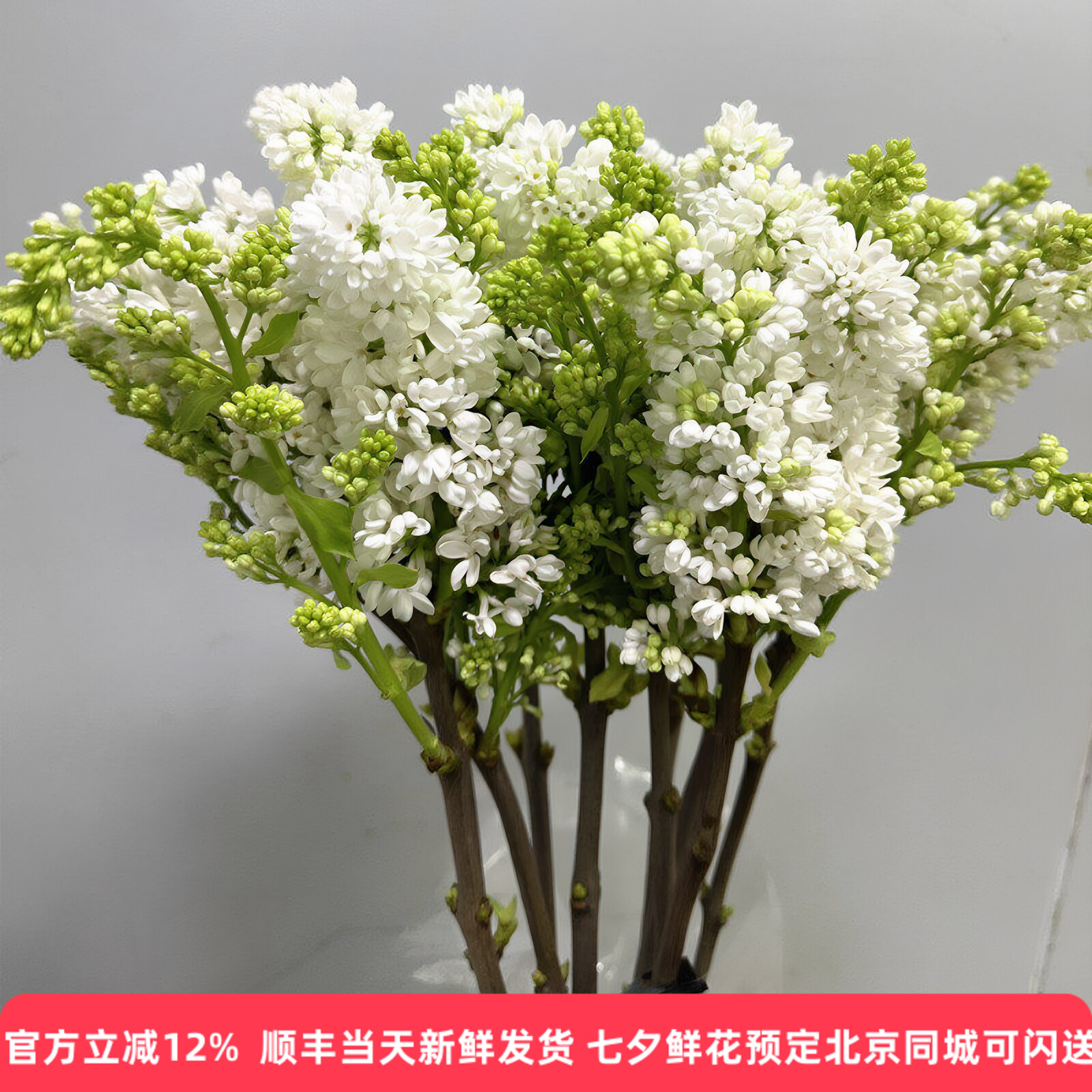 进口大花丁香高端木本花卉水培