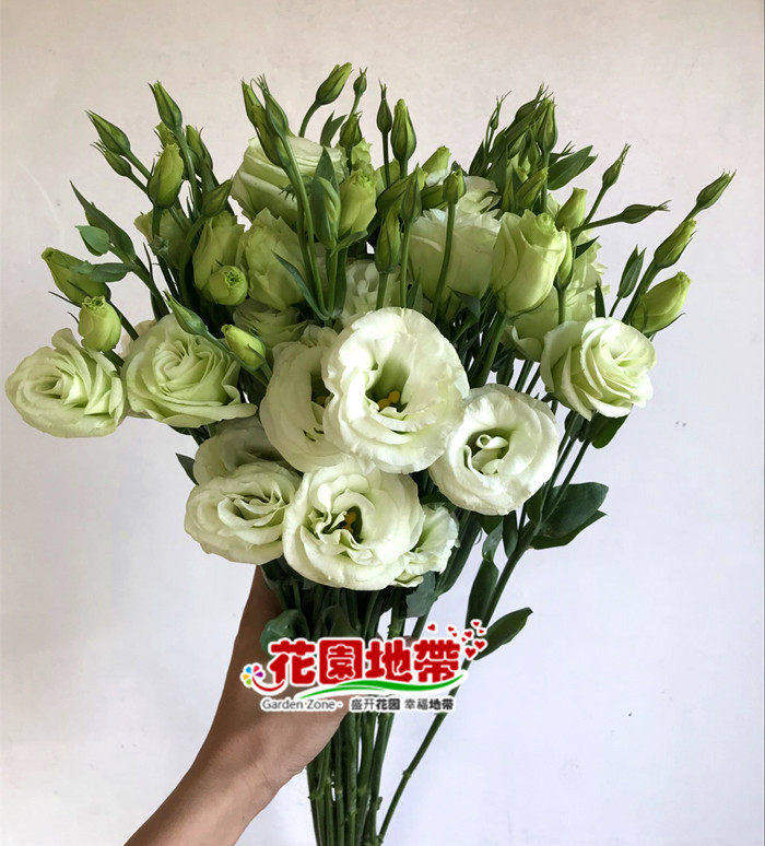 洋桔梗家庭订阅鲜花多色龙胆花生日爱情订花礼物北京同城顺丰速递