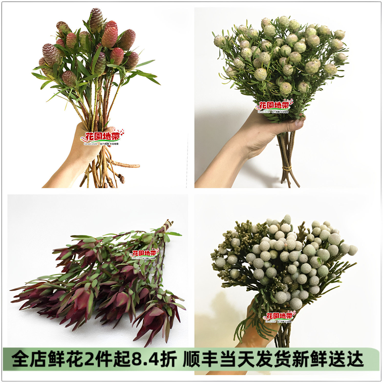 进口南非木球百合针垫可风干鲜花