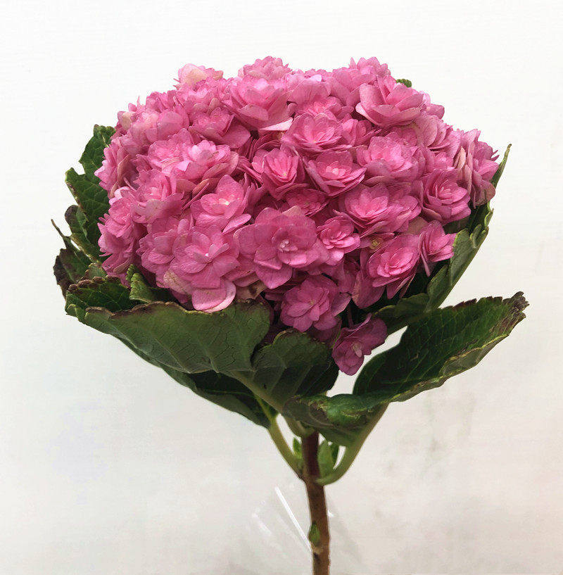 重瓣粉绣球鲜花 水培花艺茶道家庭插花生日礼物爱情表白同城速递,鲜花速递/花卉仿真/绿植园艺,花材,淘宝优惠券,粉丝福利购,淘宝优惠卷