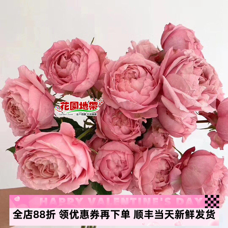 稀有绿闪电蔷薇多头爱情朱丽叶