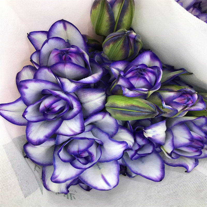 吸色冰美人重瓣香水百合鲜花水培插花家庭办公室客厅装饰花期超长