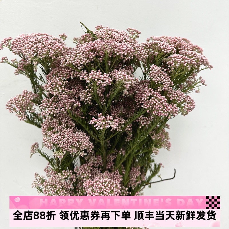 小米花水培植物鲜切花可风干永生花装饰家庭插花北京同城鲜花速递