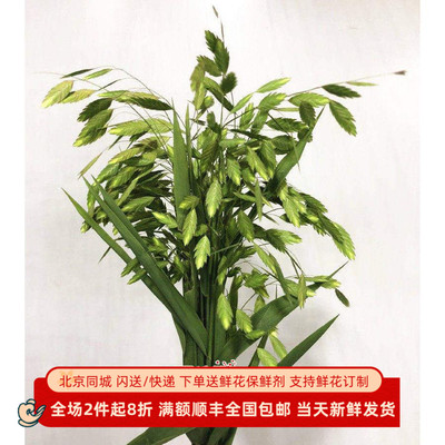 画龙点睛荷兰进口灵气配材点缀