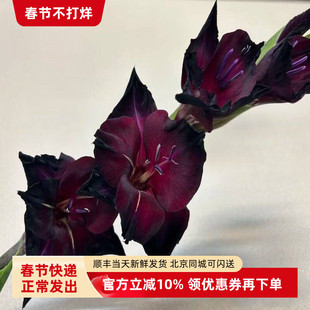 黑色剑兰花黑海鲜花水培瓶插花家居装饰百搭花材生活鲜花同城速递