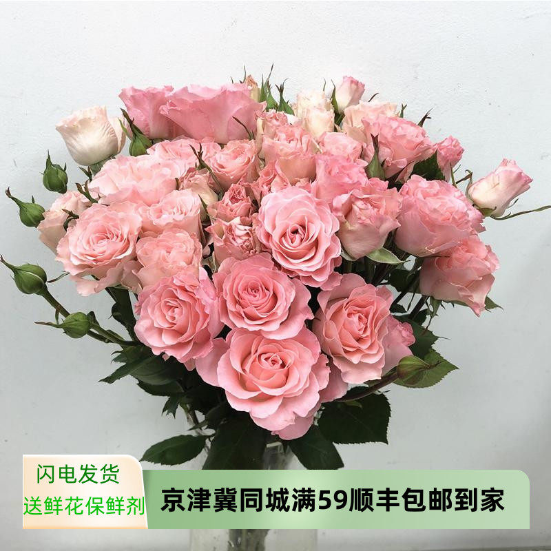 人鱼公主多头小玫瑰粉蔷薇全开花型水培插花生日爱情花同城速递