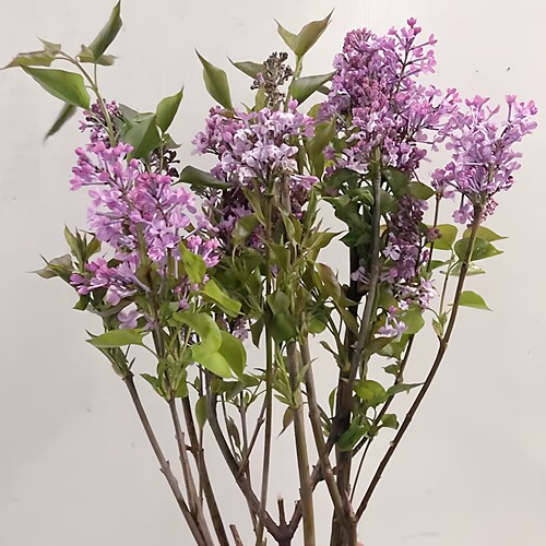 丁香花木本鲜切枝水养同城速递
