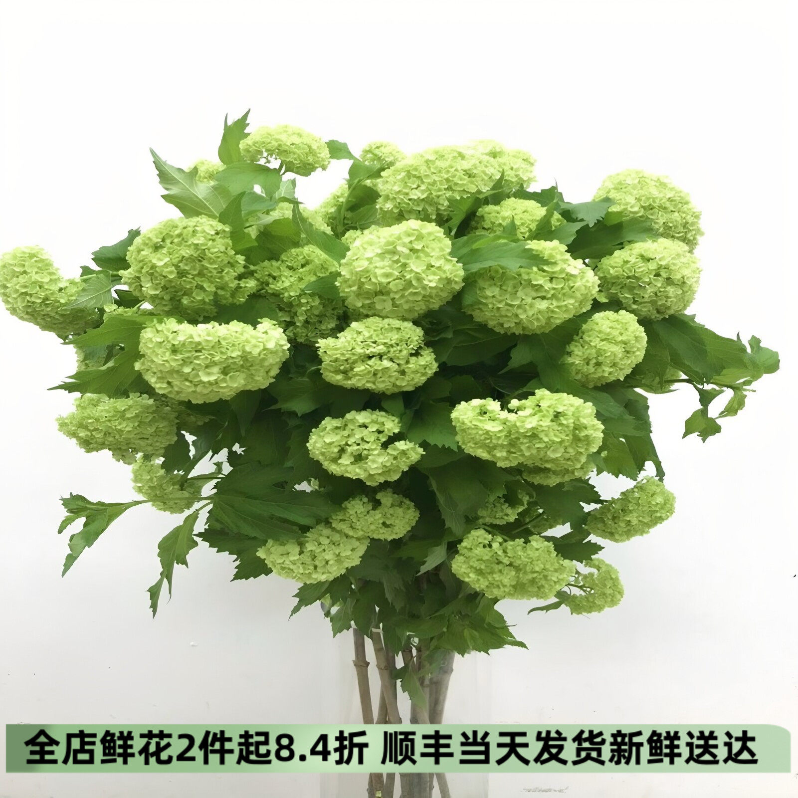 进口木绣球鲜切花北京同城速递