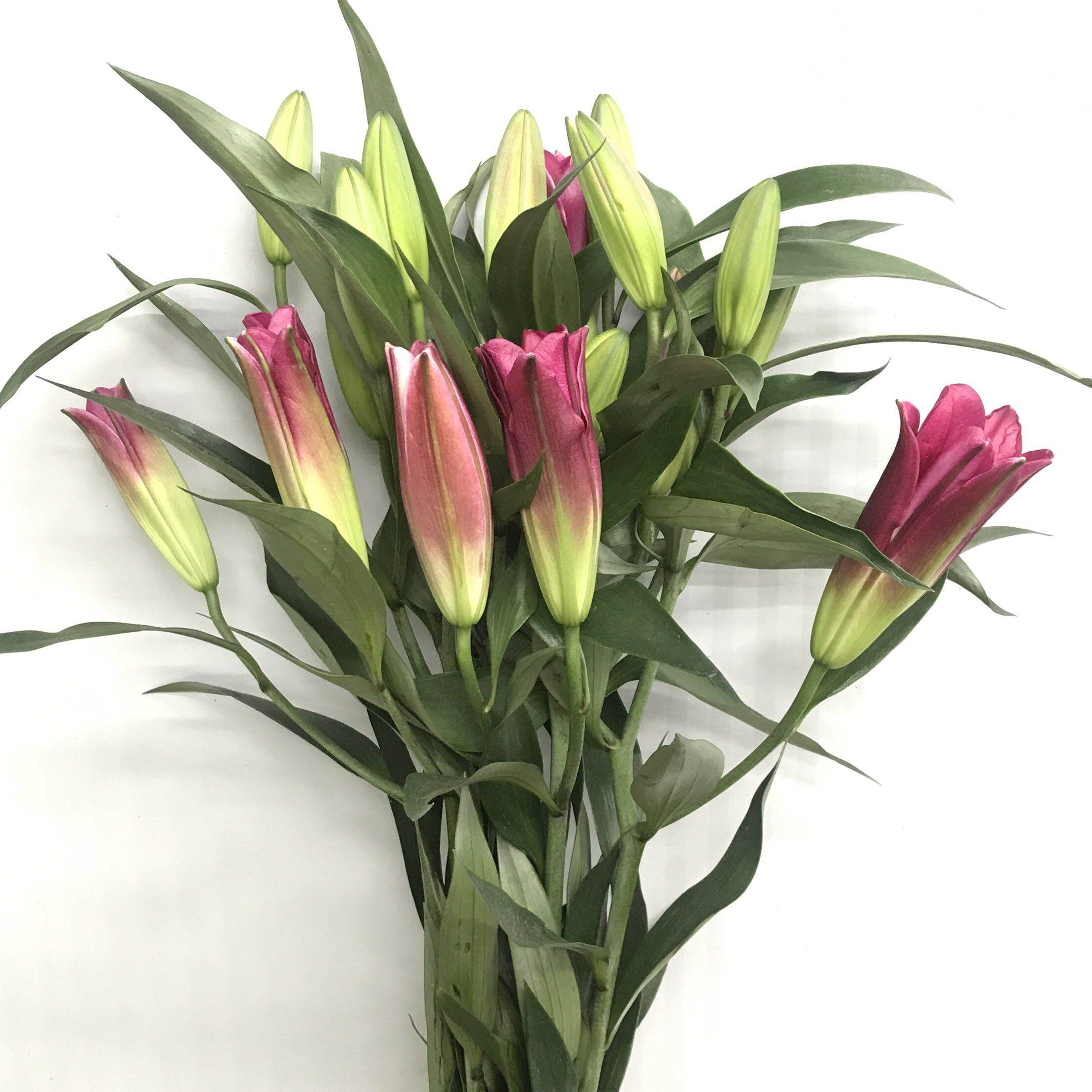 大红袍香水百合鲜花家居水培百合