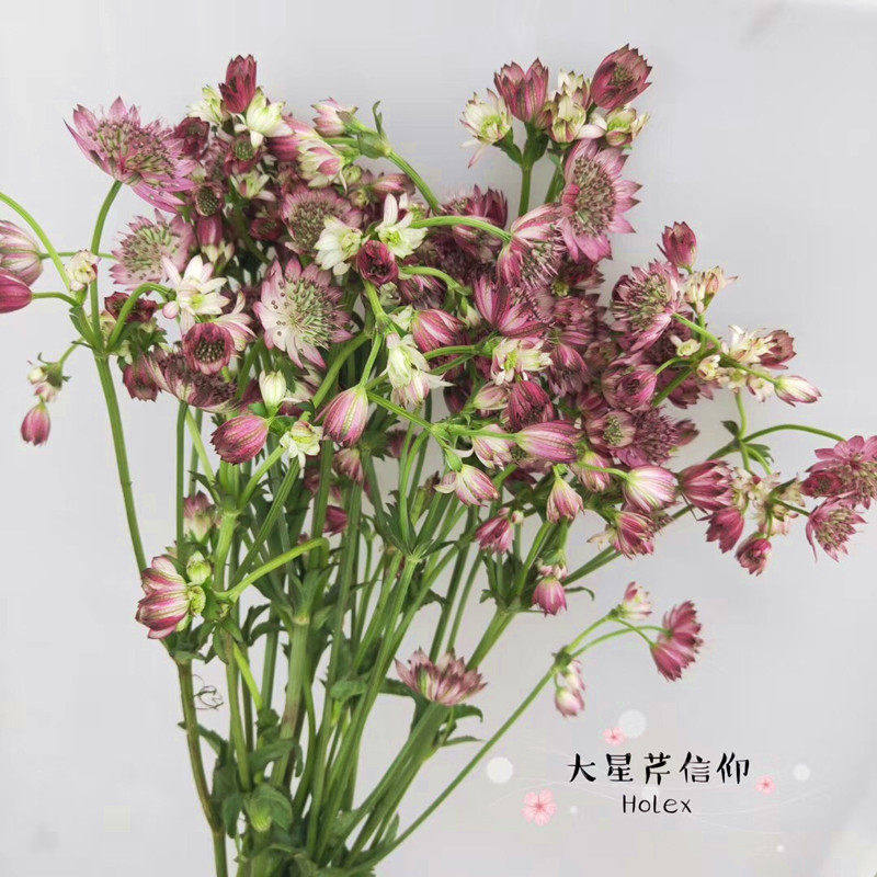 荷兰进口大星芹鲜切花水培鲜花
