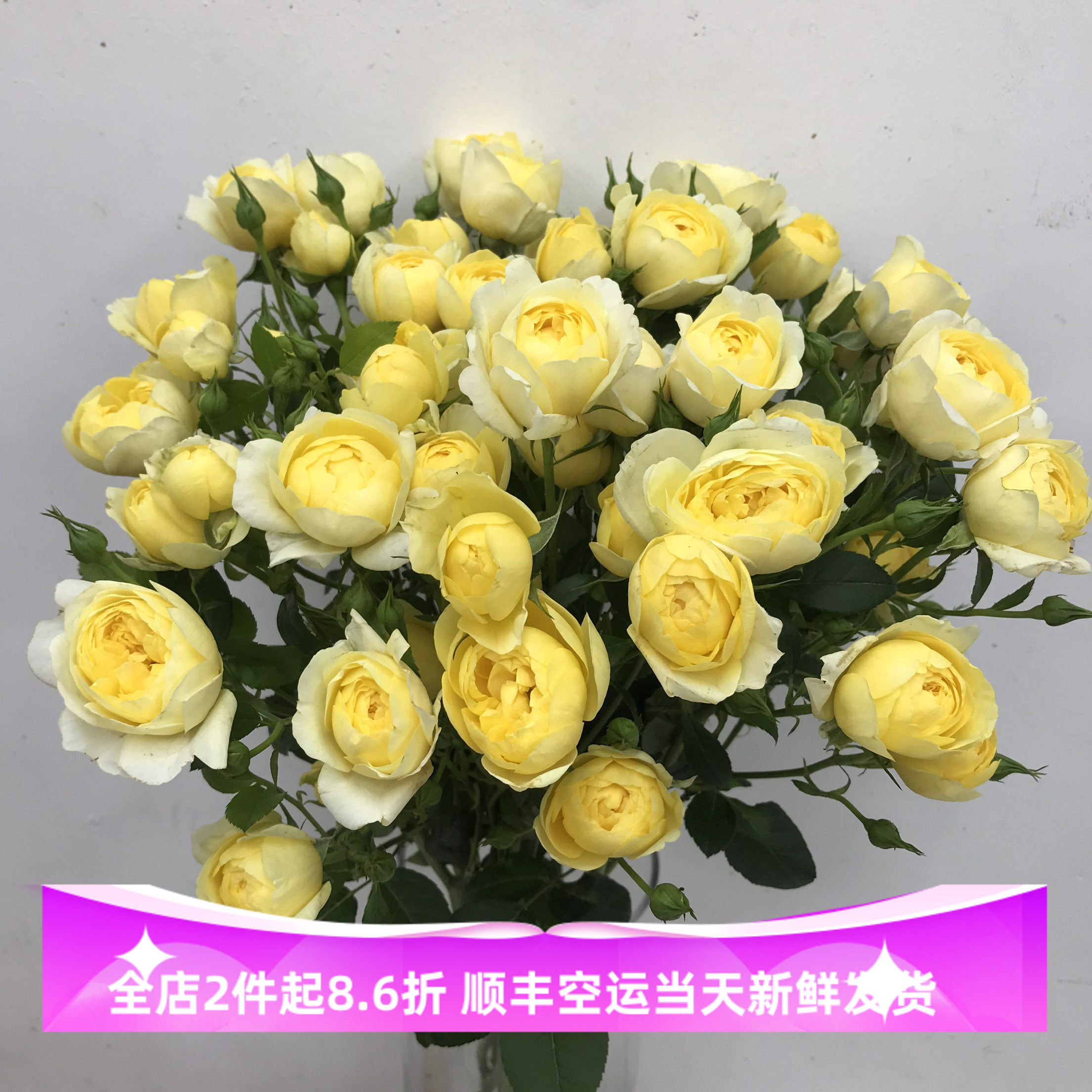 奥斯汀蜜柚汁蔷薇鲜切花家庭鲜花