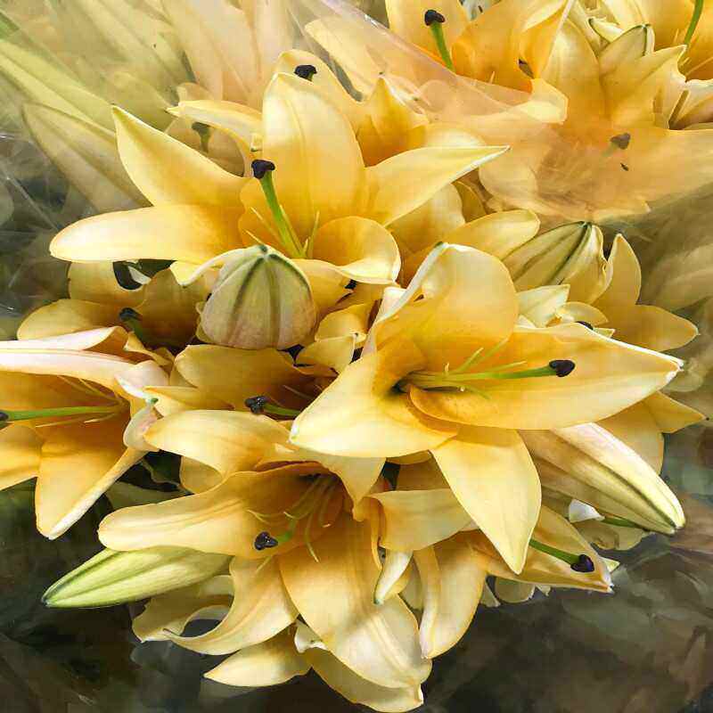 晚霞多头香水百合花水培家庭插花室内礼佛有香味鲜花北京同城速递