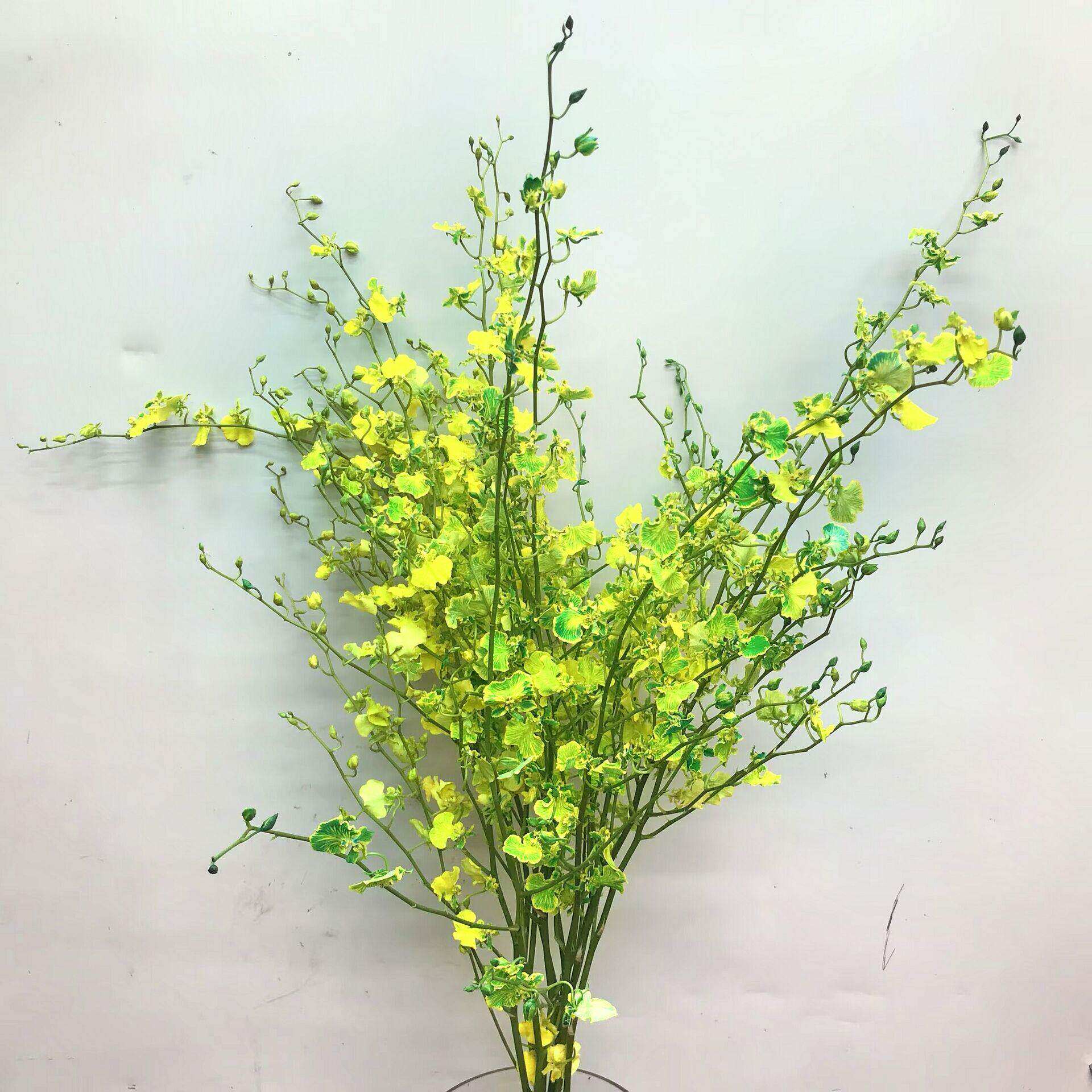 文心兰鲜切花水培花展厅摆花染色跳舞兰鲜花婚庆配花北京同城速递
