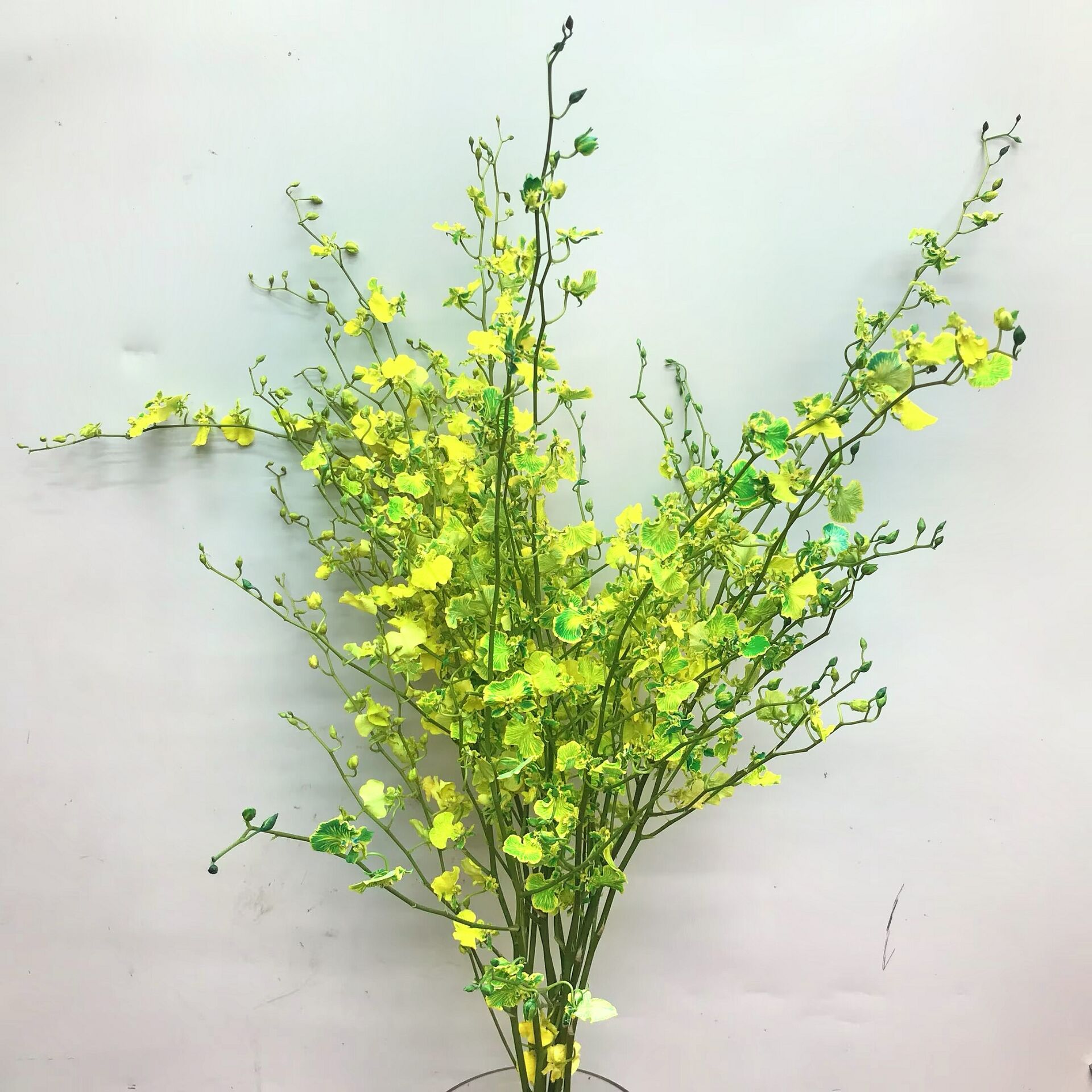 文心兰鲜切花水培花展厅摆花染色跳舞兰鲜花婚庆配花北京同城速递