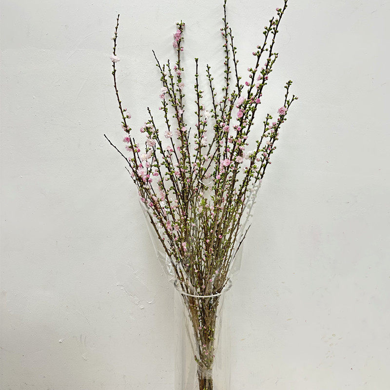 珍珠李鲜花开花满枝迎春