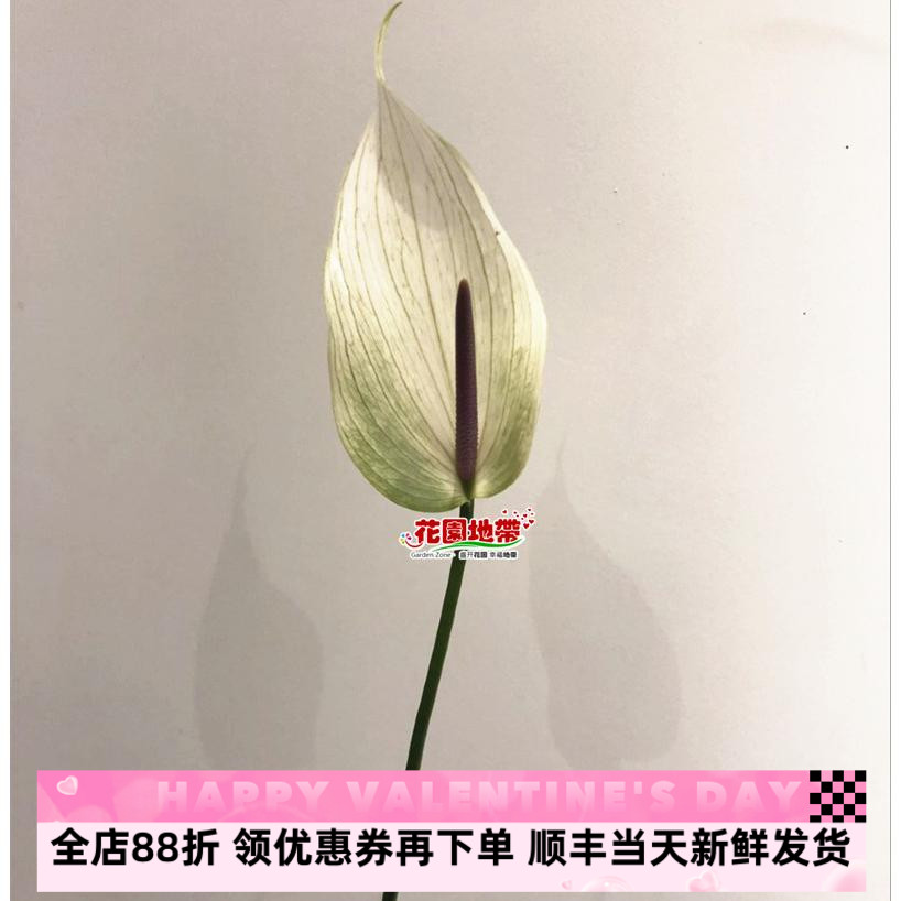 进口火鹤白掌鲁米娜日式简花艺