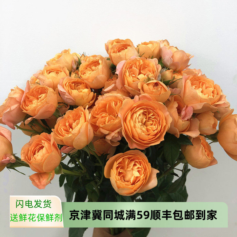 橙色果汁多头小玫瑰鲜花灿烂绽放花型美水培家庭插花生日爱情礼物