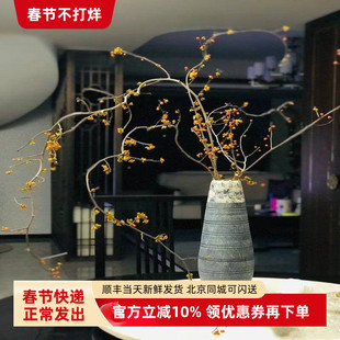 山归来木本鲜切蔷薇果南蛇藤水养藤蔓植物室内观赏花同城鲜花速递