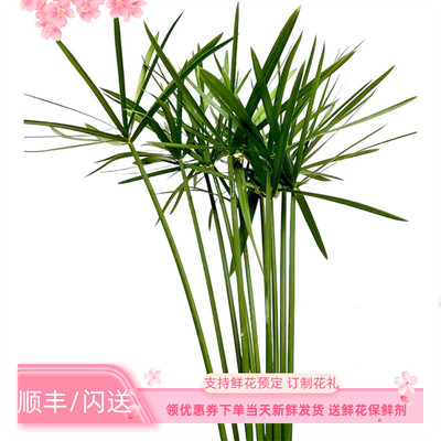 旱伞叶时令绿植鲜切花室内水养