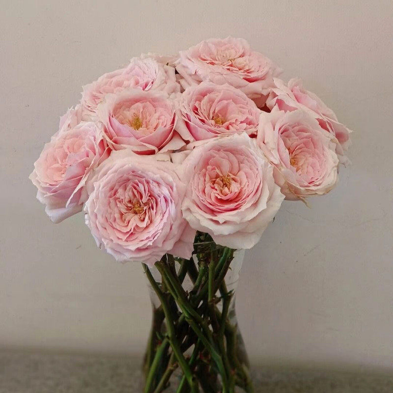 北京花市直发婚庆花玫瑰小粉兔鲜切花情人节鲜花家庭插花同城速递