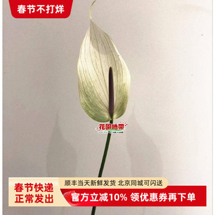 进口火鹤白掌红掌日式简花艺风格水培花高雅插花耐养同城鲜花速递