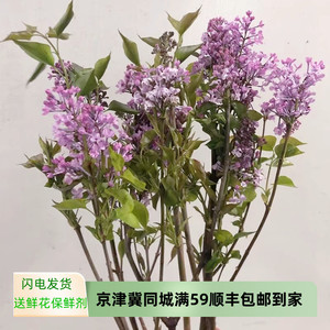 丁香花木本切枝水养插花春天开花