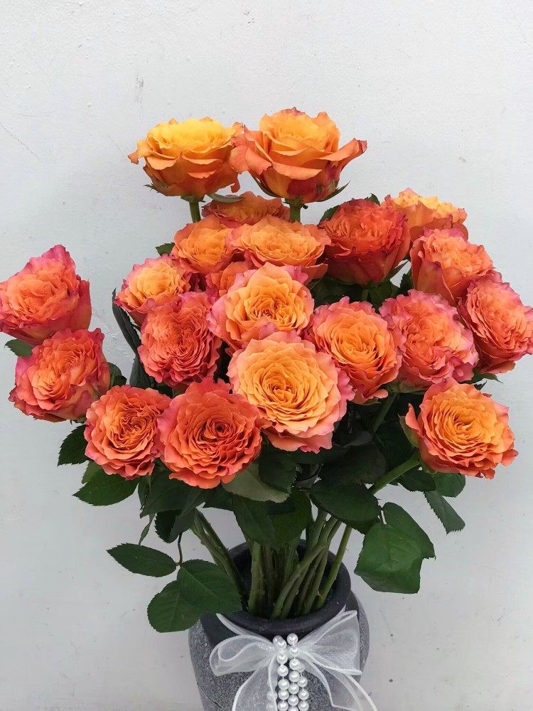 自由精灵玫瑰桔色大花朵火灵鸟水培鲜切花情人节花束同城鲜花速递