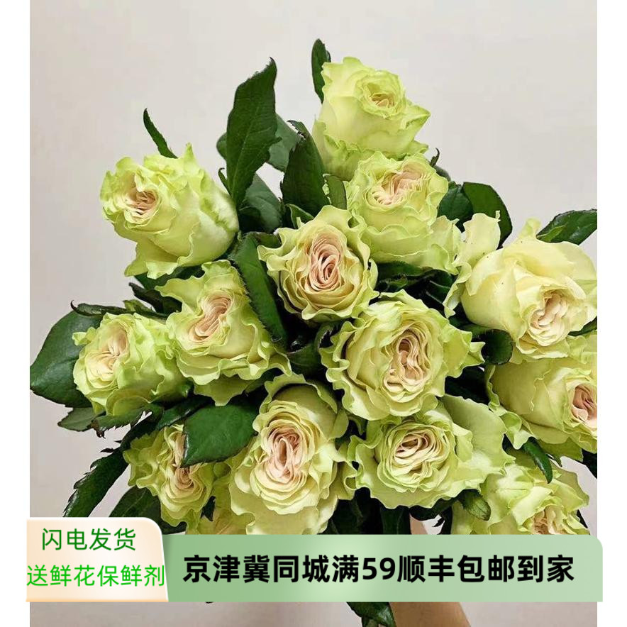 琉璃翠绿玫瑰鲜花 波浪纹花瓣半开 生日爱情表白礼物趣味插花速递