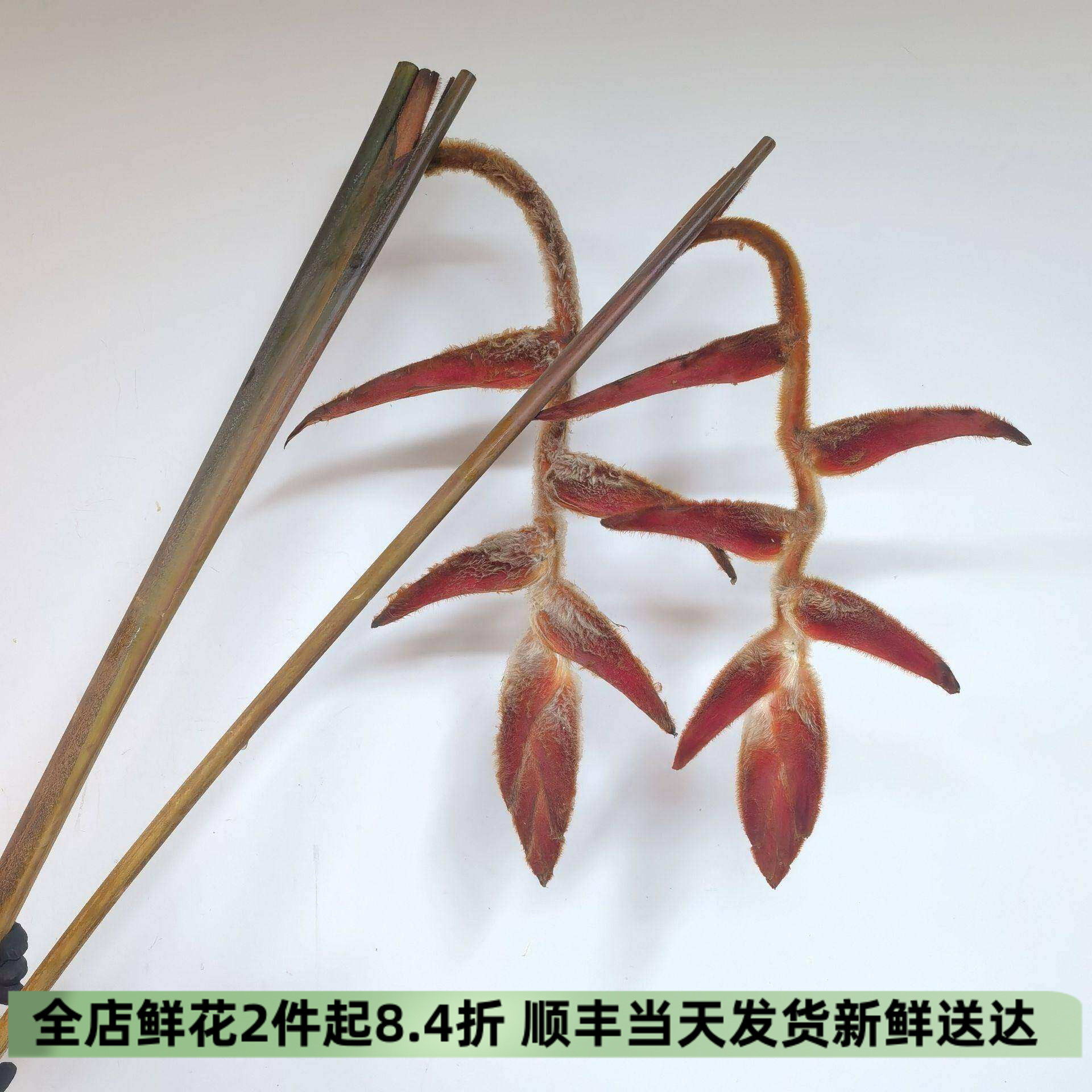 丝绒吊鸟鲜切花蝎尾蕉水培鲜花