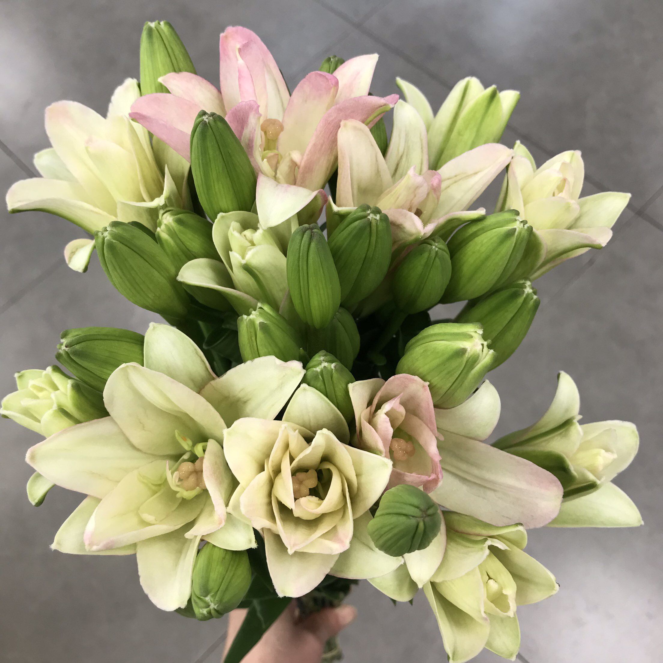 迷你多头亚百合水培花苞好养鲜花