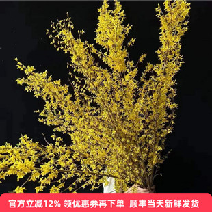 进口连翘鲜花水养花期长寸寸金年宵花耐养家庭瓶插花北京同城配送