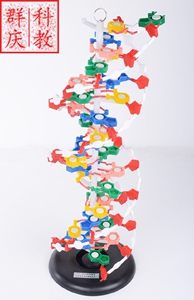 。DNA双螺旋结构模型J3212带底座60cm厘米遗传基因生物教学仪器大