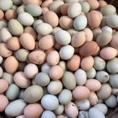 土鸡蛋新鲜东北农村山林散养笨鸡蛋土鸡蛋孕妇儿童老人放心食用