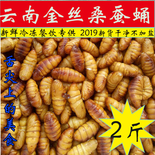 云南金丝蚕蛹新鲜 活包邮2斤蝉蛹速冻茧蛹桑小蚕蛹钓鱼专用 野蚕