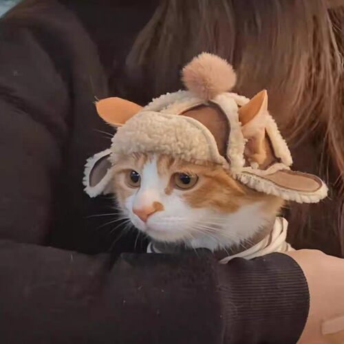 无毛猫咪防风羊羔蒙古帽秋冬加绒保暖帽子小型犬狗狗德文猫飞行帽