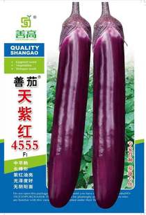茄子种子紫红长棒型茄籽中早熟杂交种大田用种 善茄天紫红4555