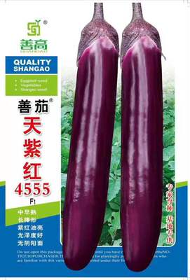 【善茄天紫红4555】茄子种子紫红长棒型茄籽中早熟杂交种大田用种