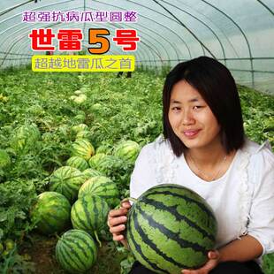 世雷5号西瓜种子特大地雷王京欣品种四季水果种子糖度高50克包邮