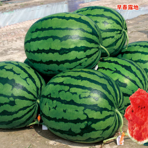 丰霸高品质京欣基地专用西瓜种子