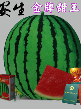 安生金牌0号高品质含糖西瓜种子