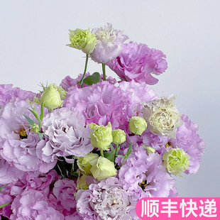 波浪浅紫色桔梗花鲜花云南直发基地昆明斗南花卉市场吉水养洋桔梗