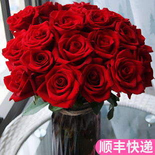卡罗拉红玫瑰云南斗南鲜花基地直发昆明花卉市场鲜切玖玫瑰花婚庆