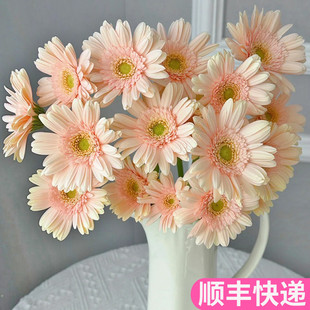 圣托里尼弗朗花非洲菊斗南鲜花基地直发花卉市场批鲜切花粉色奶油