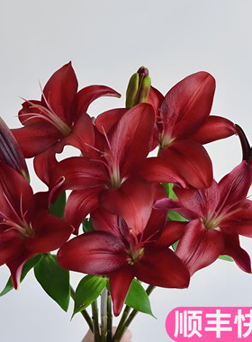 黑贝壳亚百合花斗南水养家用鲜花基地花卉市场云南直发黑红色
