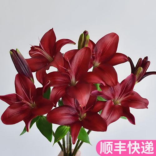 黑贝壳亚百合家用插花