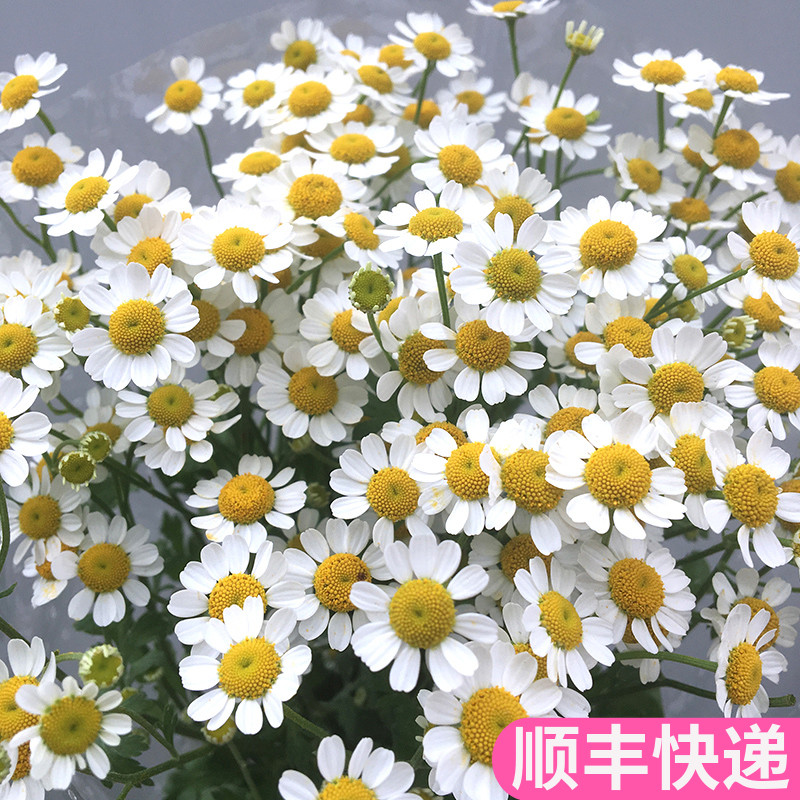 洋甘菊鲜切花鲜花基地直发